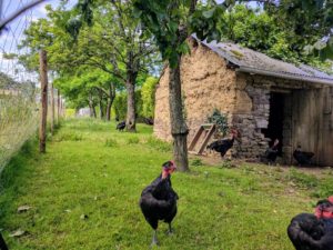 Filet de poulet fermier - Bio Village